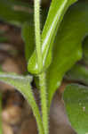 Wild comfrey